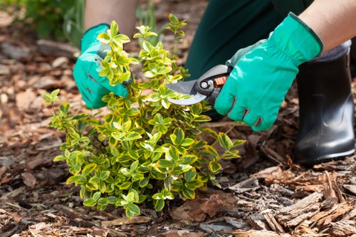 Professional tree surgeons addressing a complaint carefully