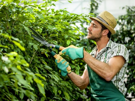 Local hedge trimming service maintaining a neat residential hedge in Tooting