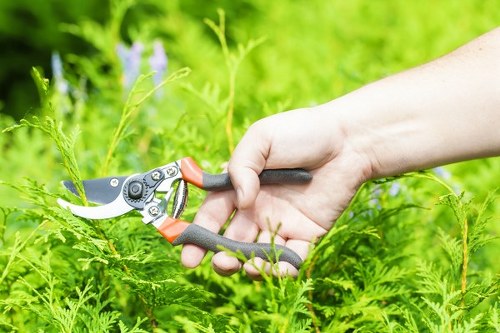 Professional arborist carrying out pruning in a narrow London garden
